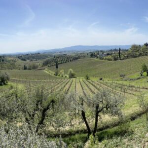 Light Lunch facing San Gimignano Towers