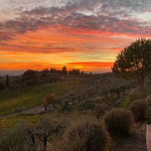 Wine & Oil Tasting facing San Gimignano Towers