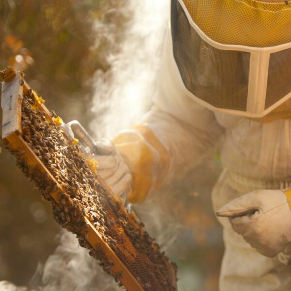 Apiary Visit & Honey Experience