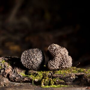 Truffle Trails Hunt & Savor